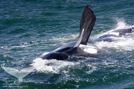 2015 Whale Viewing Season Starts June